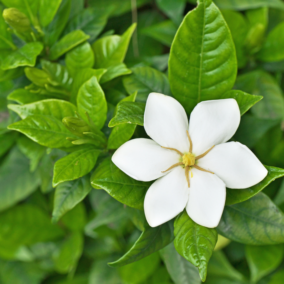 How to Grow and Care for Gardenia
