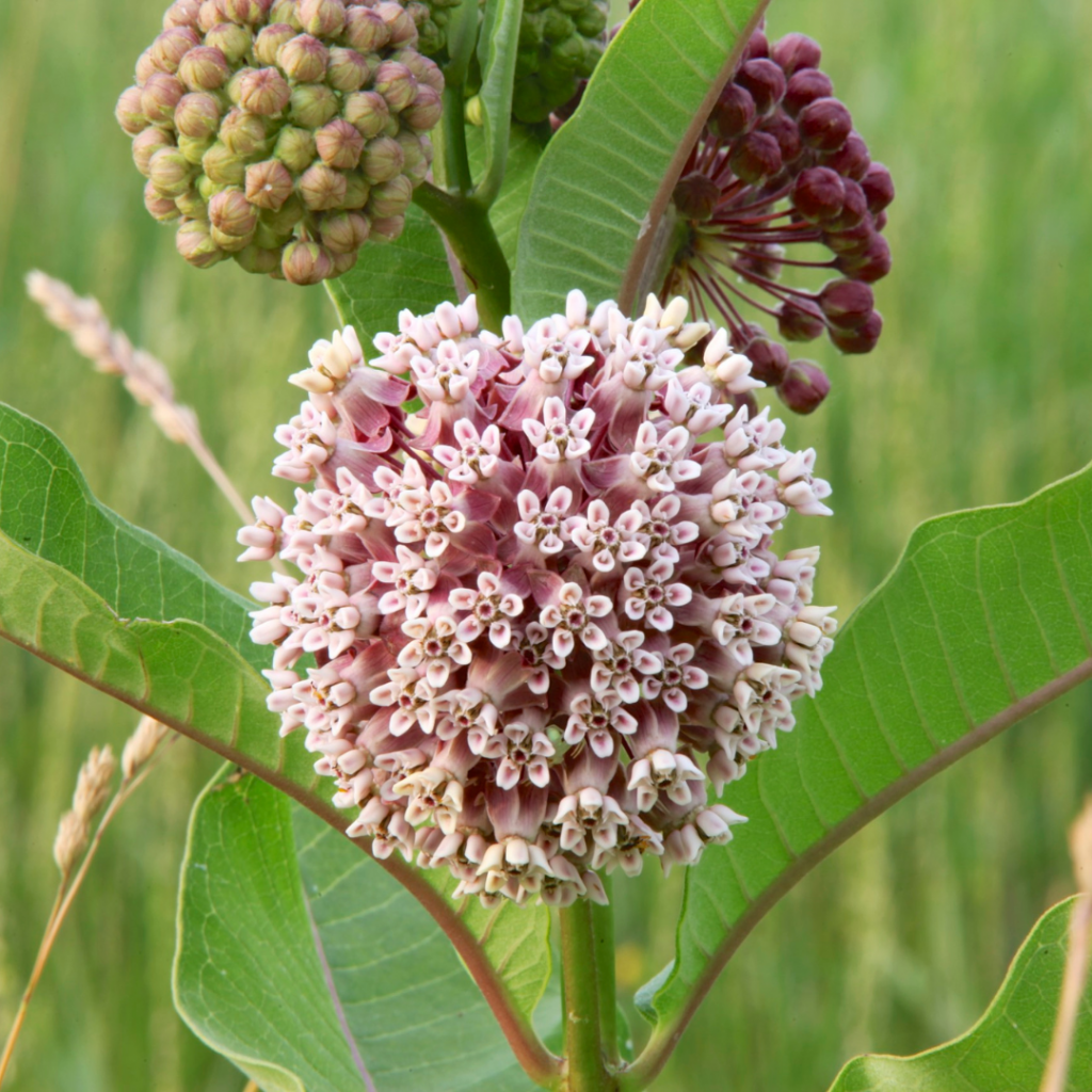 10 Common Poisonous Plants for Dogs Awesome Woman Project